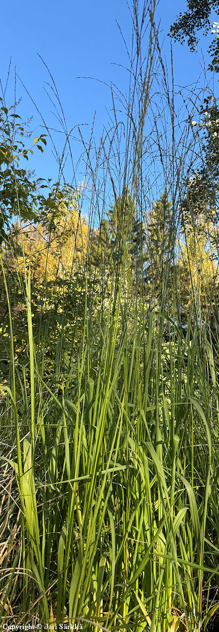Molinia caerulea ssp. arundinacea 'Cordoba', isosinihein�